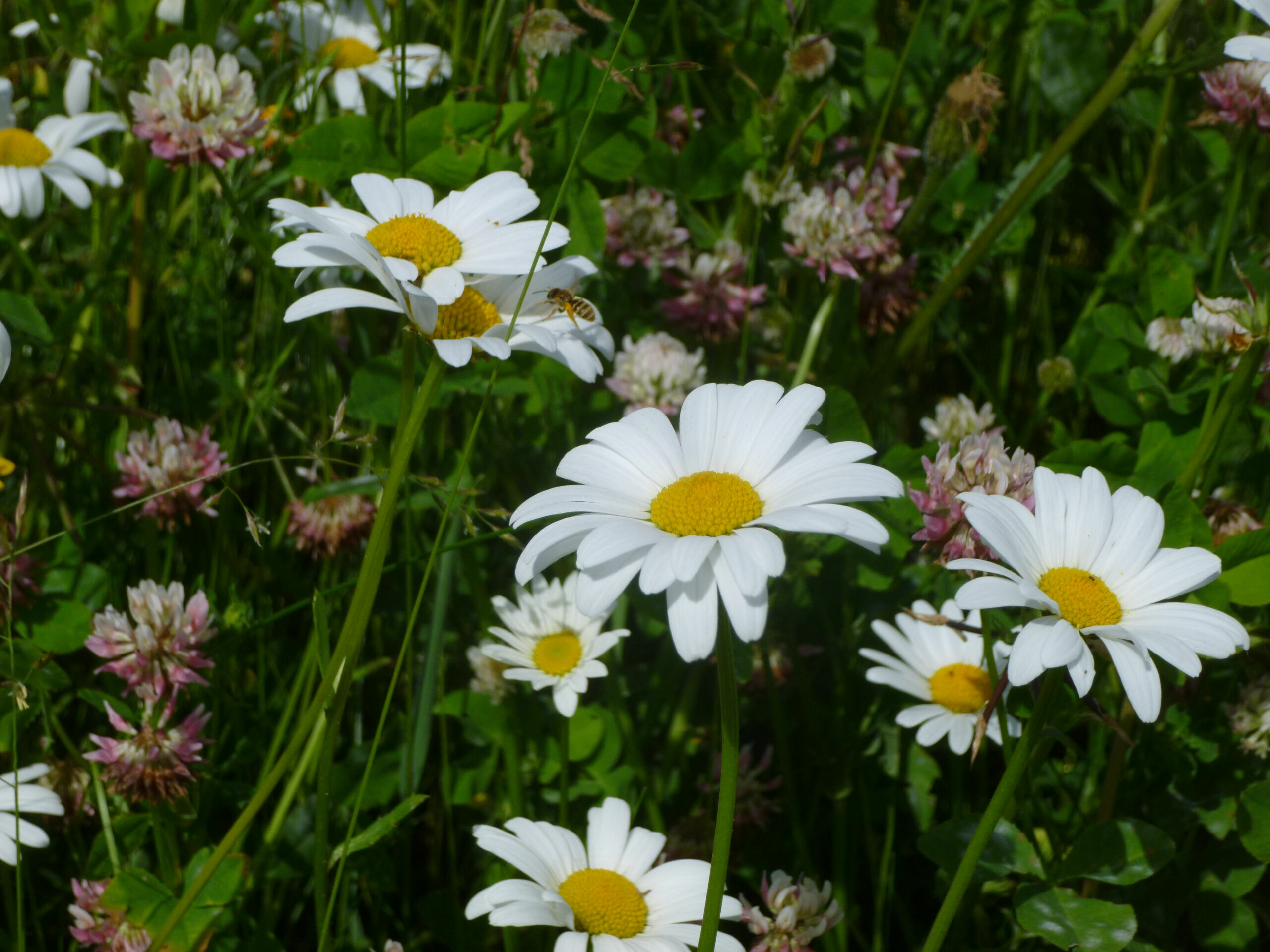 Protecting biodiversity